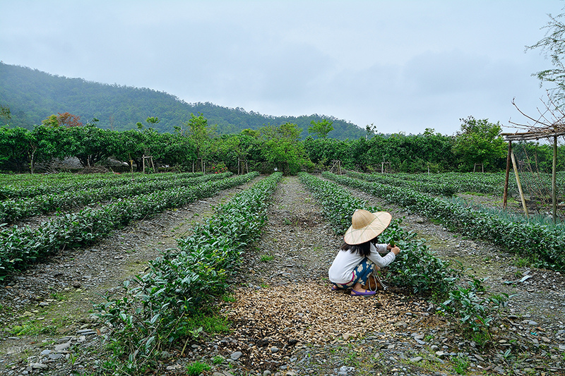 宜蘭冬山河一日遊-推薦新打卡景點:冬山火車站,冬山河生態綠舟,珍珠社區好食光食堂美食,中山社區綠野茶園採茶體驗