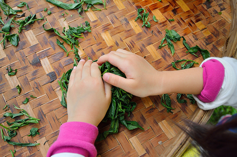 宜蘭冬山河一日遊-推薦新打卡景點:冬山火車站,冬山河生態綠舟,珍珠社區好食光食堂美食,中山社區綠野茶園採茶體驗