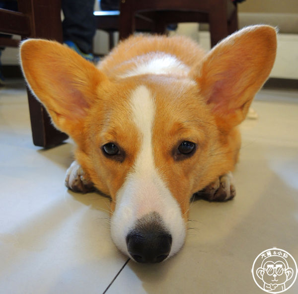 維納斯咖啡 Venus cafe:呷飽祙【桃園・Venus cafe維納斯咖啡】萌犬公關陪用餐