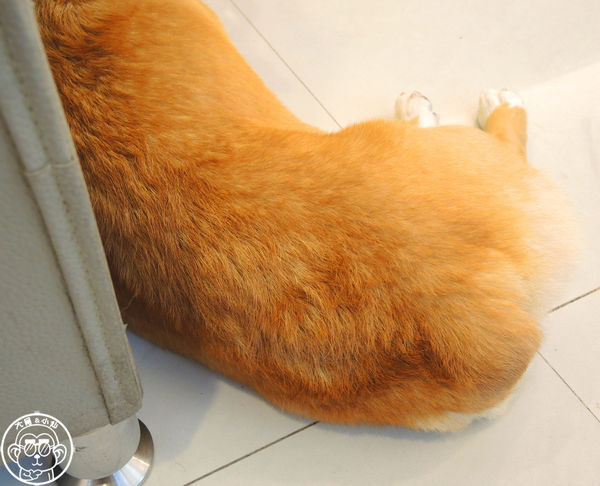 維納斯咖啡 Venus cafe:呷飽祙【桃園・Venus cafe維納斯咖啡】萌犬公關陪用餐