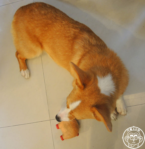 維納斯咖啡 Venus cafe:呷飽祙【桃園・Venus cafe維納斯咖啡】萌犬公關陪用餐