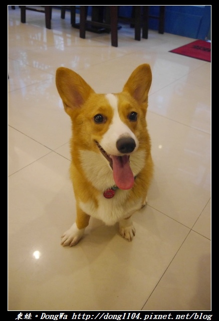 【桃園食記】柯基咖啡廳|寵物友善餐廳|彩色立體拉花咖啡|Venus cafe