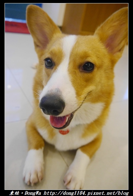 【桃園食記】柯基咖啡廳|寵物友善餐廳|彩色立體拉花咖啡|Venus cafe