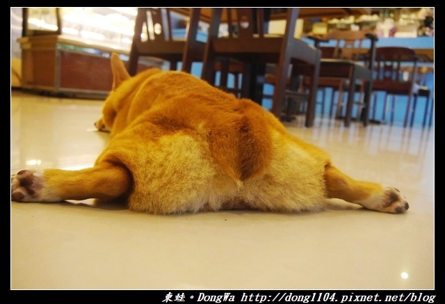 【桃園食記】柯基咖啡廳|寵物友善餐廳|彩色立體拉花咖啡|Venus cafe