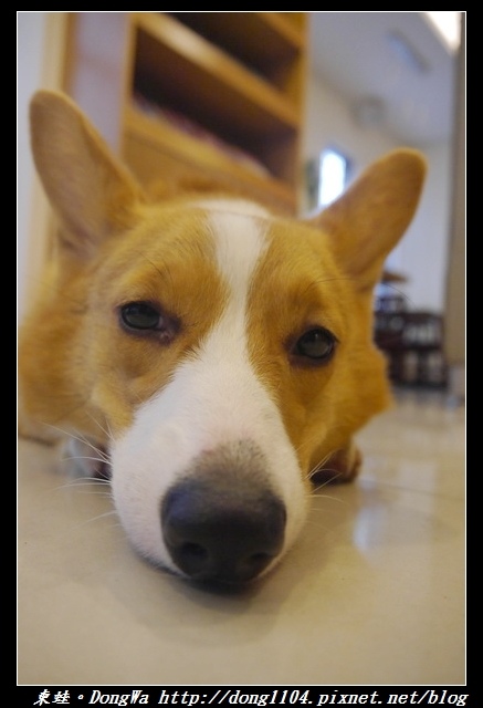 【桃園食記】柯基咖啡廳|寵物友善餐廳|彩色立體拉花咖啡|Venus cafe