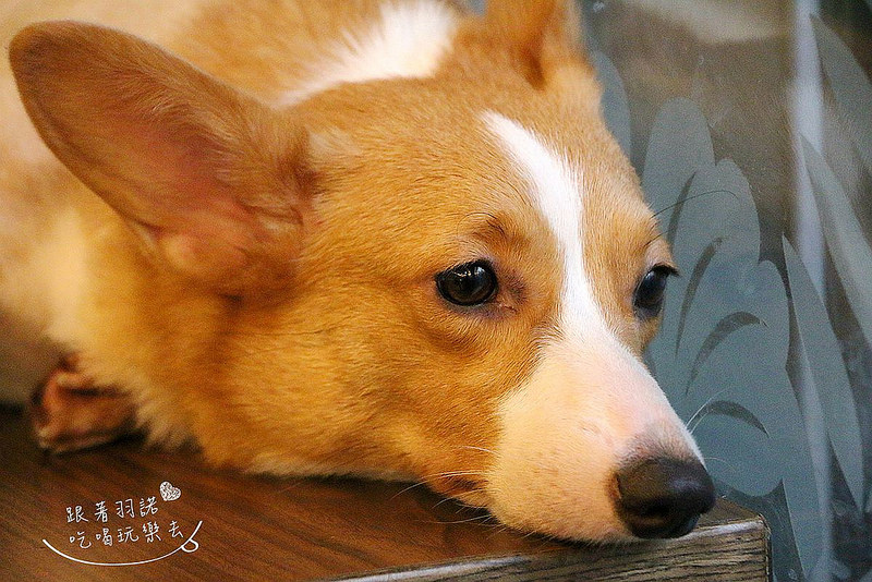 桃園 Venus維納斯咖啡041