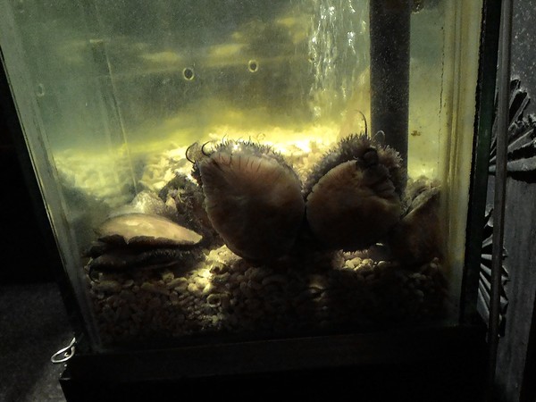 江戶龍壽司(二店)：刺身享宴~ .. 江戶龍壽司(二店)