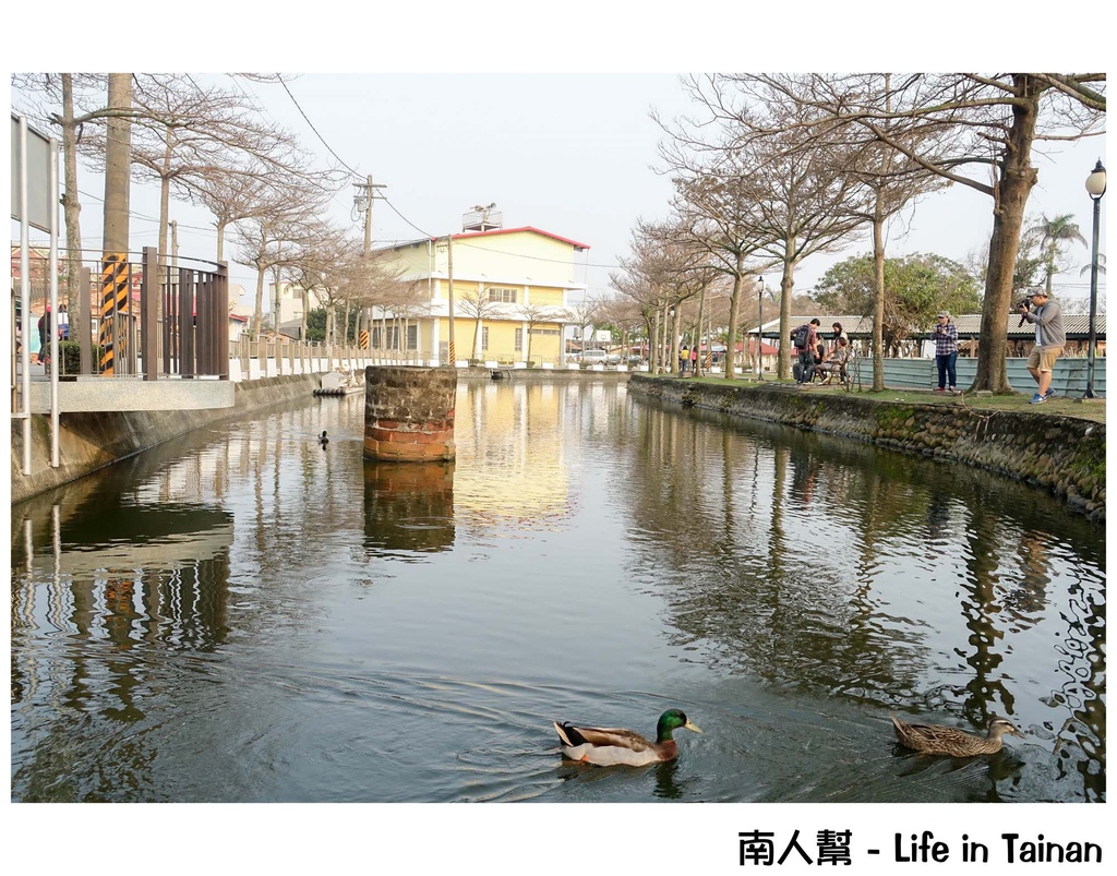 2016學甲蜀葵花季