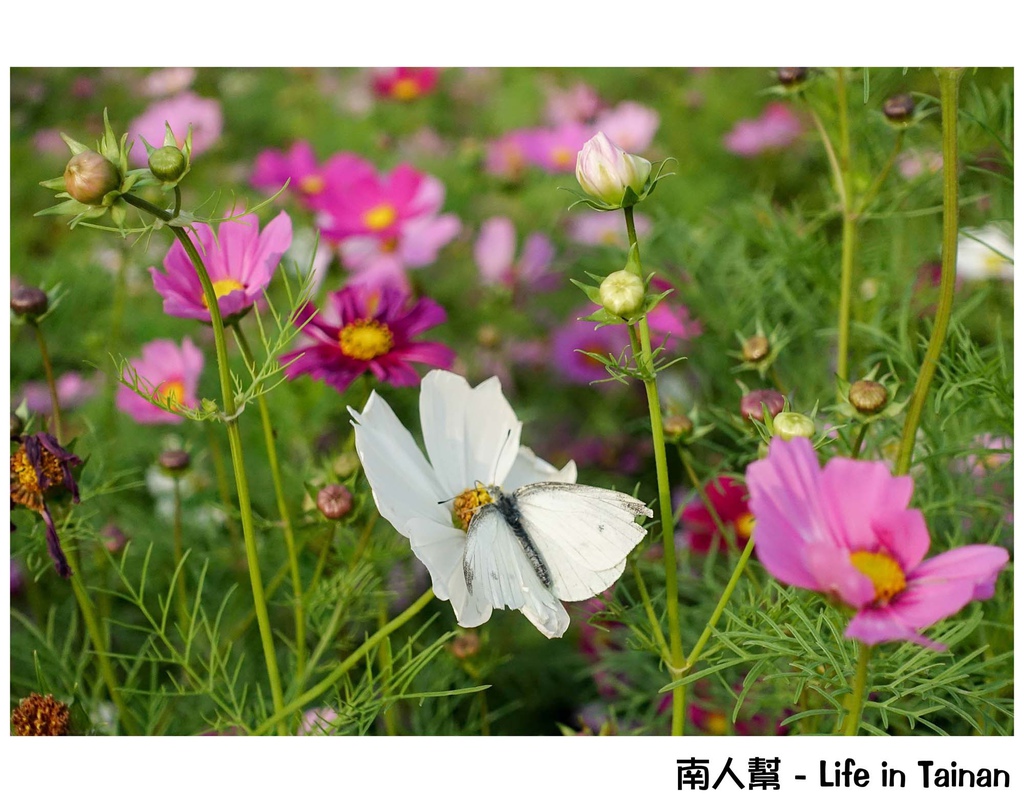 2016學甲蜀葵花季