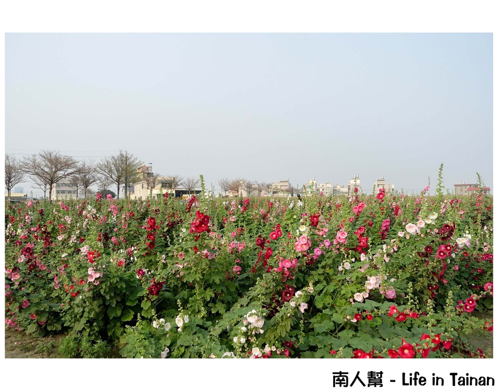 2016學甲蜀葵花季