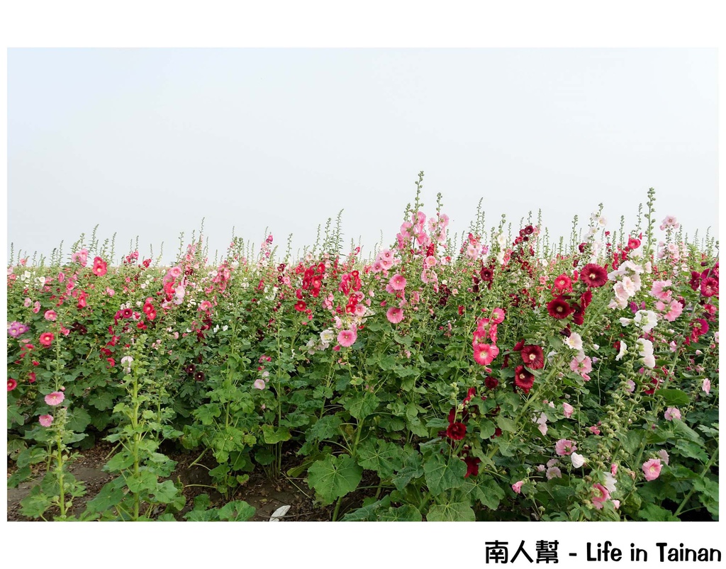 2016學甲蜀葵花季