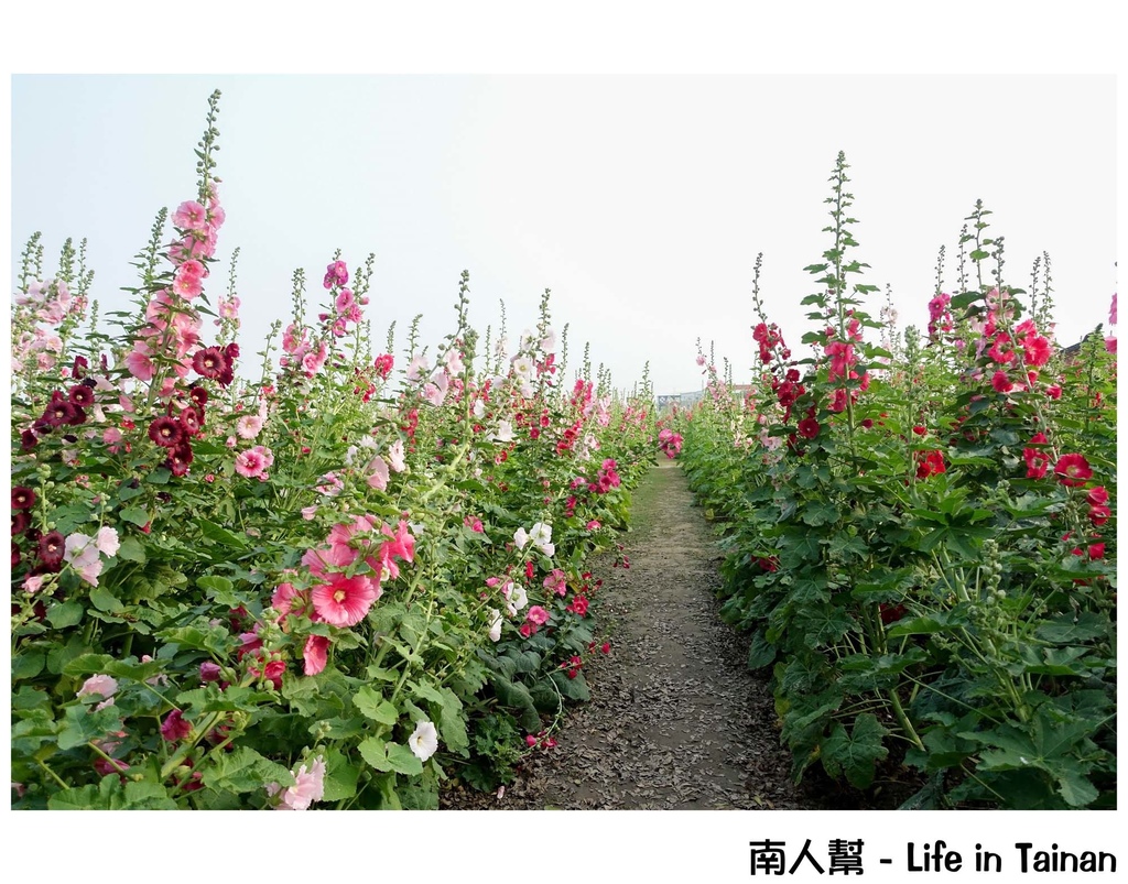 2016學甲蜀葵花季