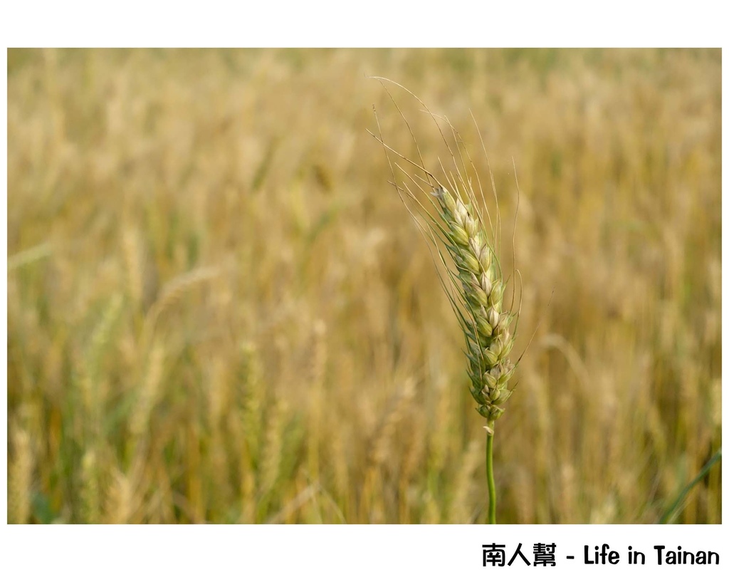 2016學甲蜀葵花季