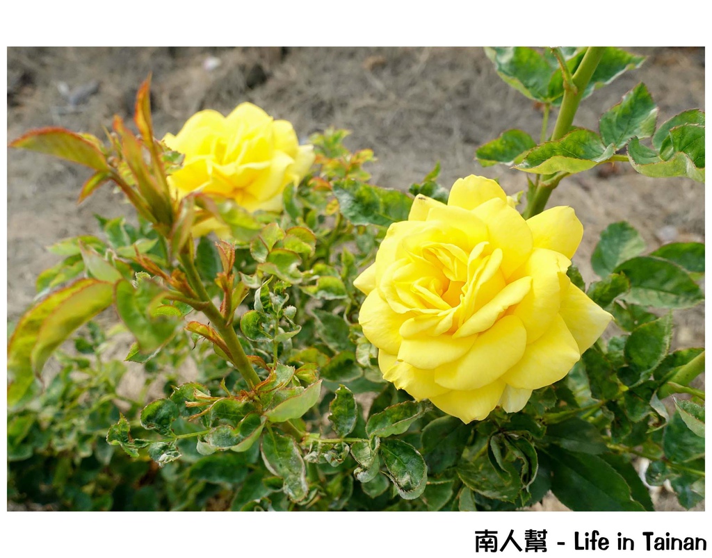 2016學甲蜀葵花季