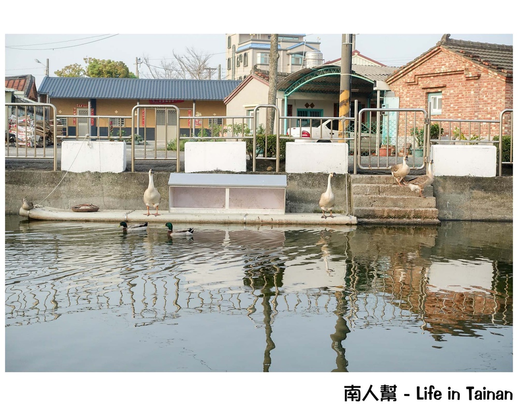 2016學甲蜀葵花季