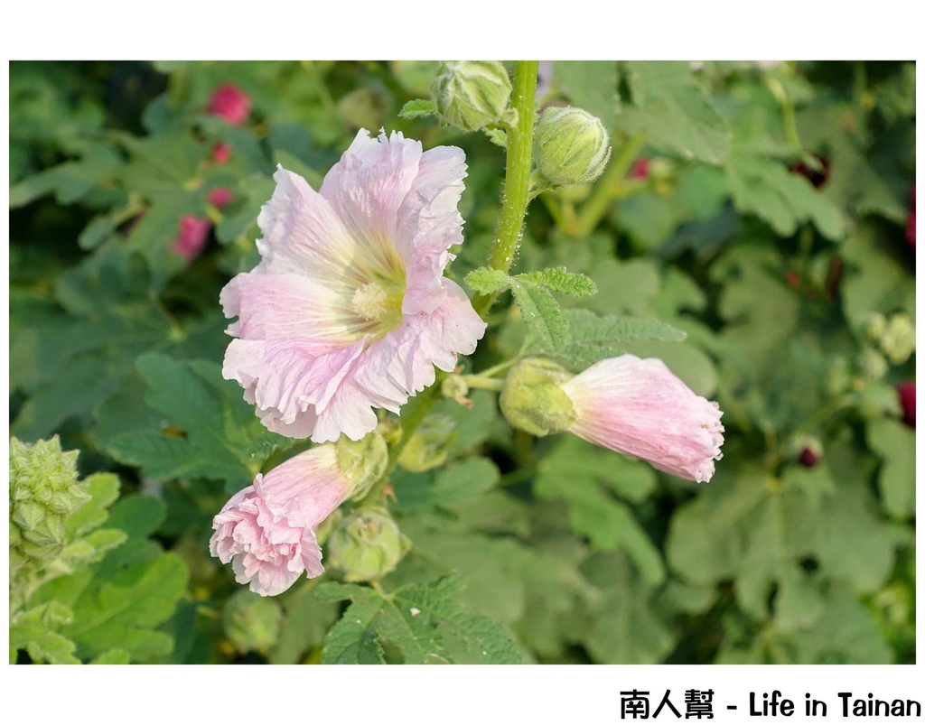 2016學甲蜀葵花季