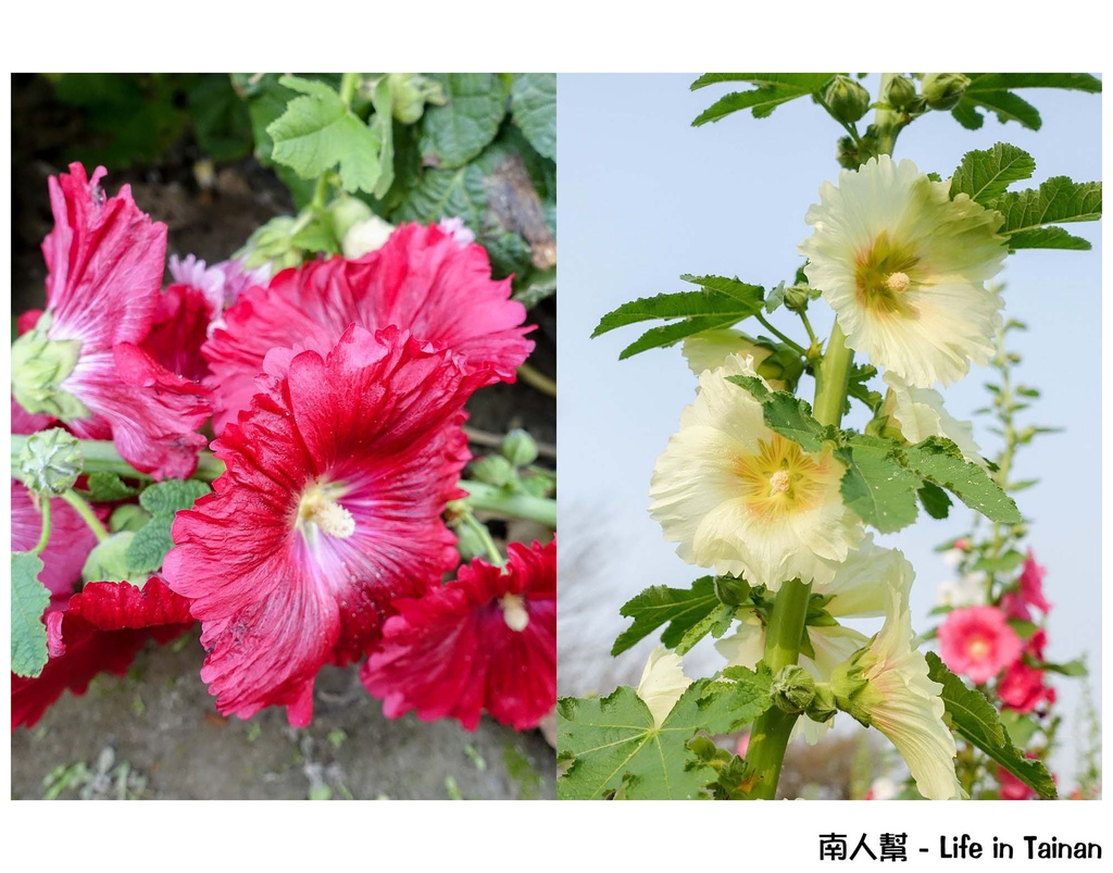 2016學甲蜀葵花季