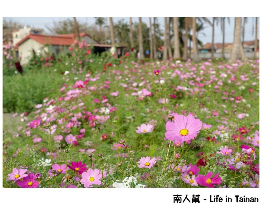 2016學甲蜀葵花季
