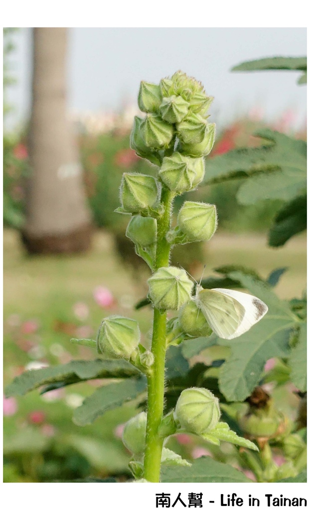 2016學甲蜀葵花季