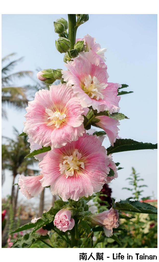 2016學甲蜀葵花季