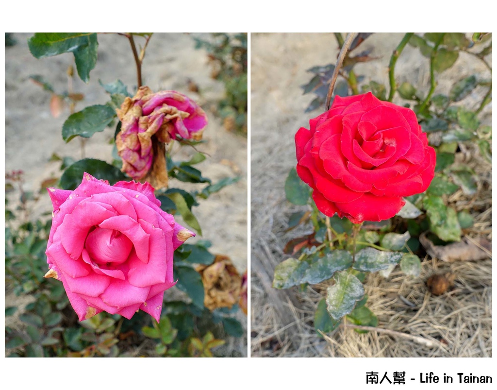 2016學甲蜀葵花季