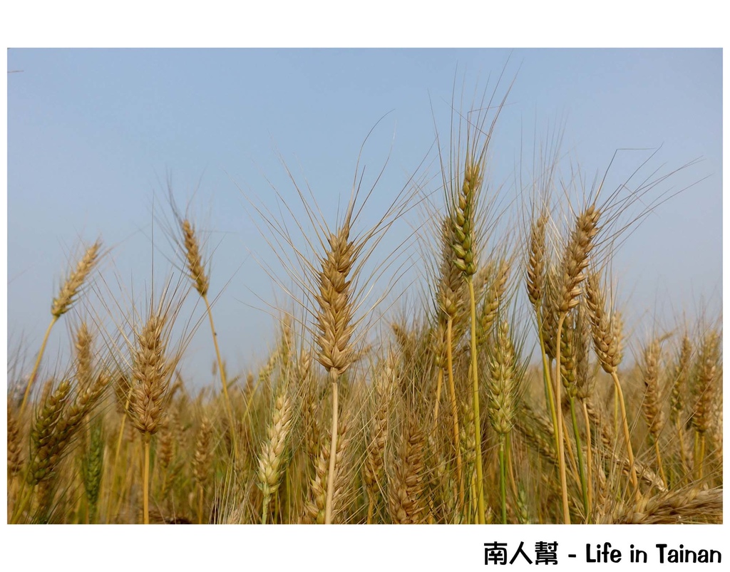 2016學甲蜀葵花季