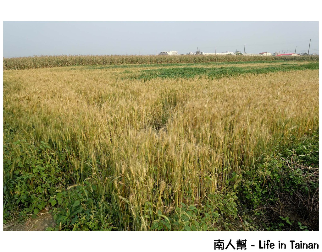 2016學甲蜀葵花季