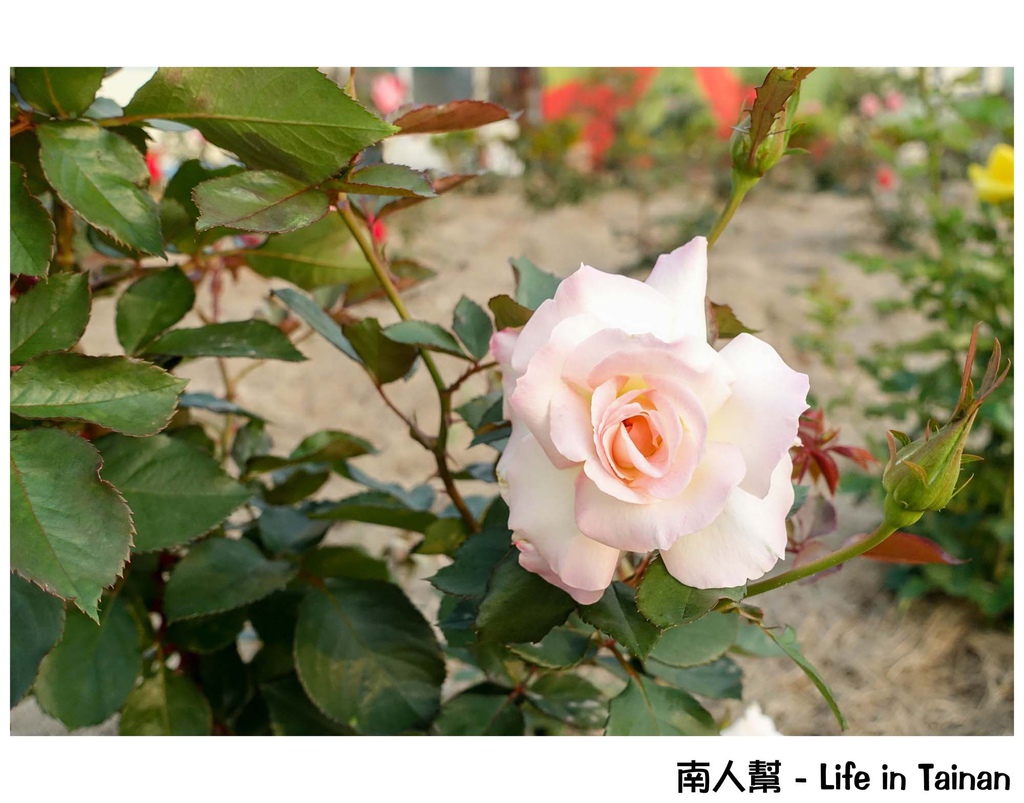 2016學甲蜀葵花季