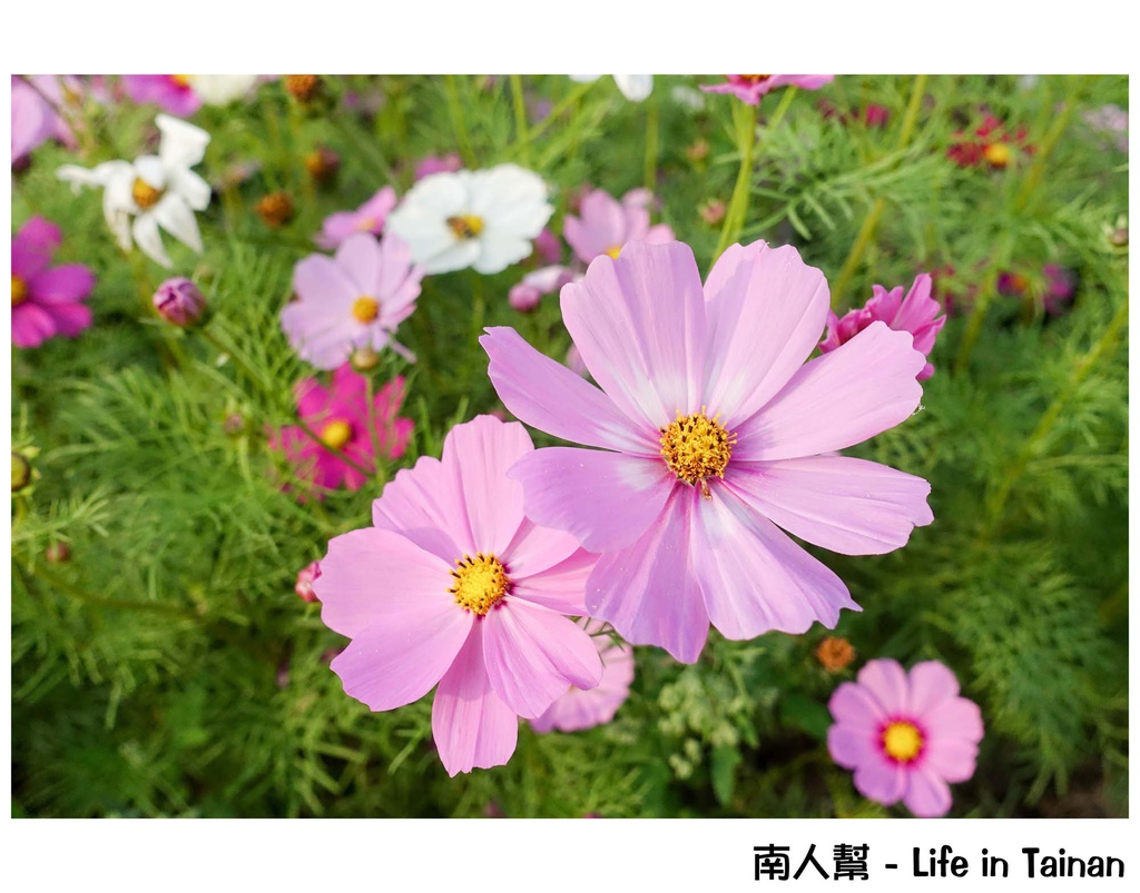 2016學甲蜀葵花季