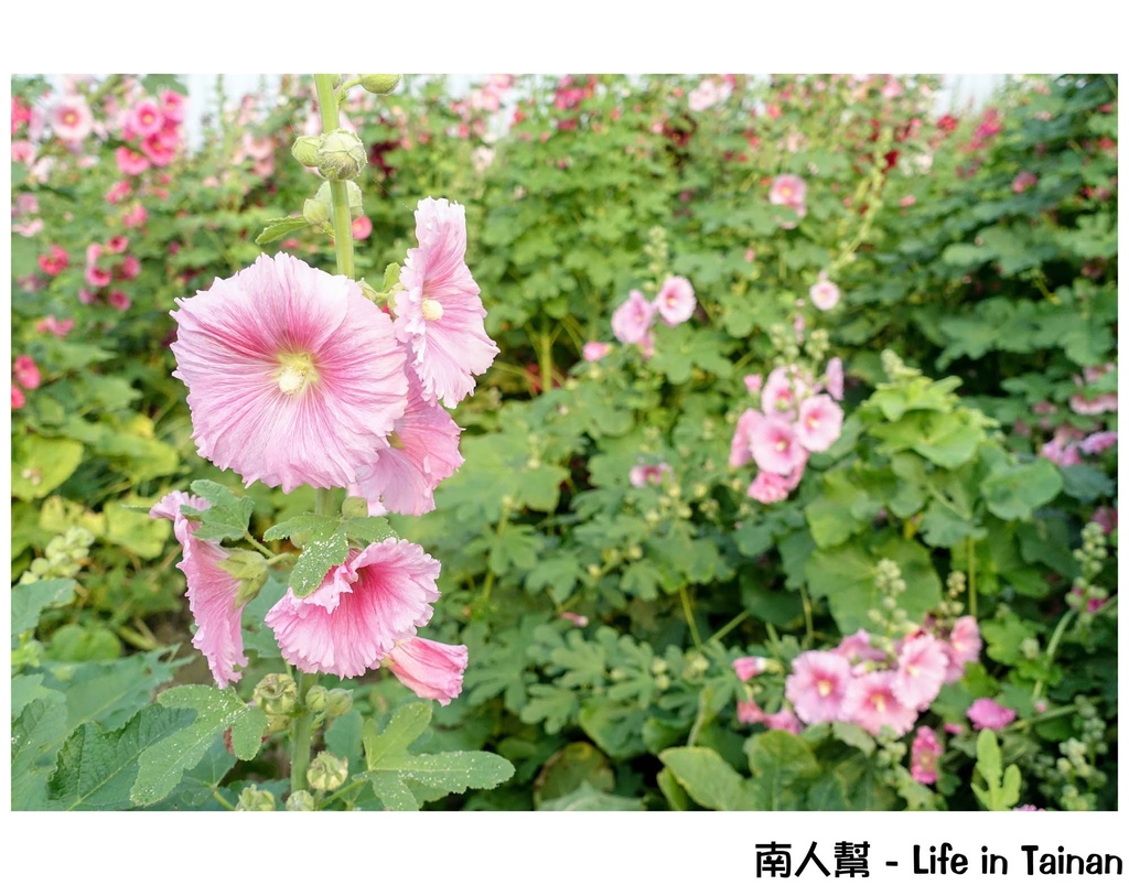 2016學甲蜀葵花季