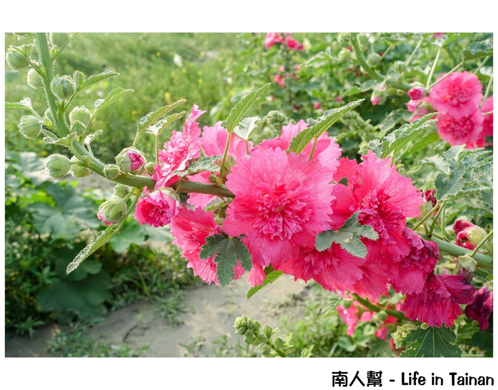 2016學甲蜀葵花季