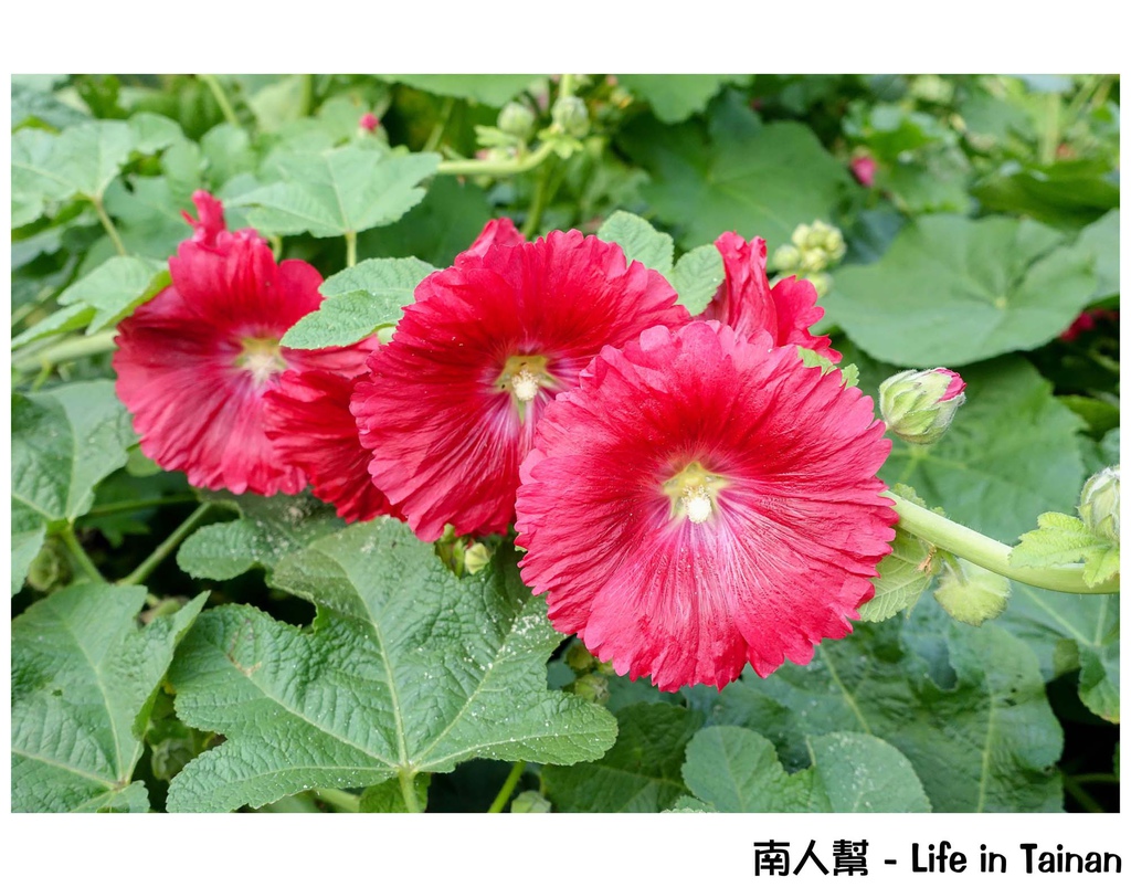 2016學甲蜀葵花季