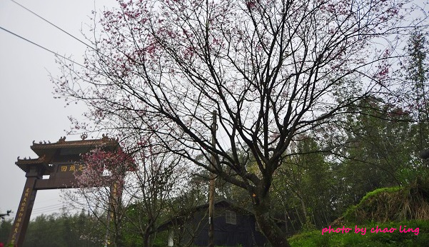 石碇無極天明宮-2.JPG - 2016春暖花開