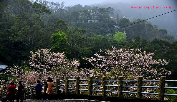 石碇無極天明宮-6.JPG - 2016春暖花開