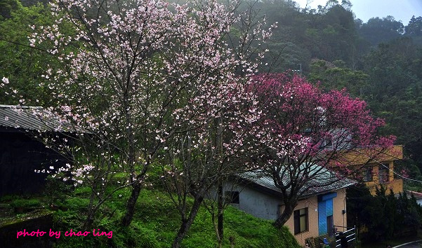 石碇無極天明宮-3.JPG - 2016春暖花開