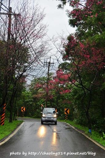 淡水滬尾櫻花大道-16.JPG - 2016春暖花開