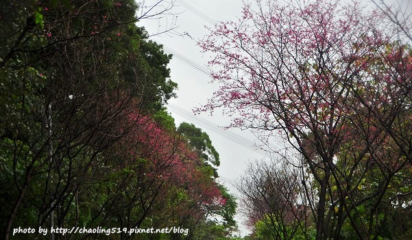 淡水滬尾櫻花大道-9.JPG - 2016春暖花開