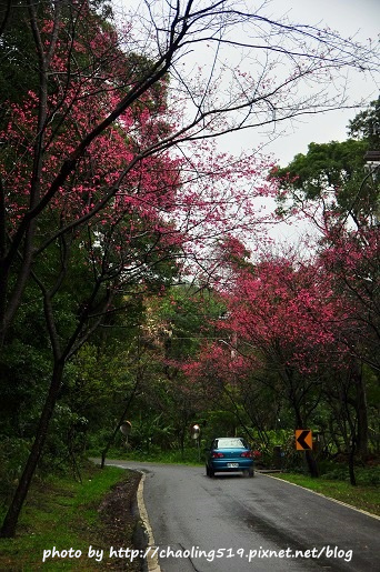 淡水滬尾櫻花大道-19.JPG - 2016春暖花開