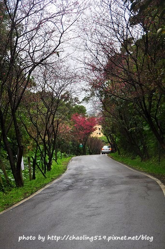 淡水滬尾櫻花大道-2.JPG - 2016春暖花開