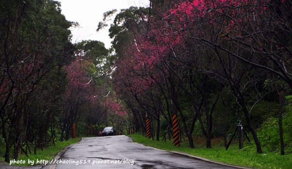 淡水滬尾櫻花大道-10.JPG - 2016春暖花開