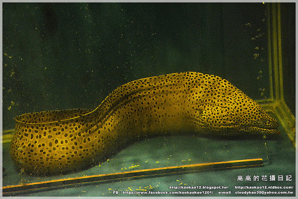 九鼎蒸霸蒸鮮料理:【高雄】鳳山區。九鼎蒸霸 蒸鮮料理 波士頓龍蝦雙人套餐