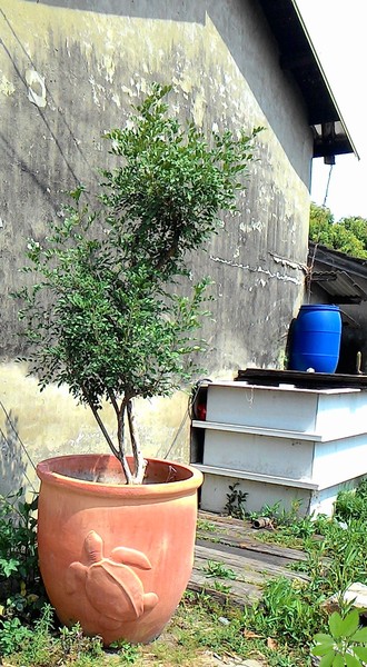 永康樹屋：珍藏幸福~ 永保安康    ...永康樹屋