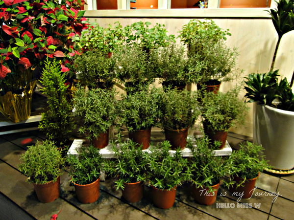 曼朵拉義式料理(敦北店):【曼朵拉義式料理-敦北店】 融合經典義式、創意中式 質感新美味 附2016菜單