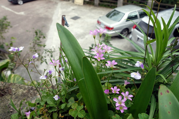 野宴食堂：(胖樺食記)新北石碇必吃美食，深山也有新鮮海產可品嘗「野宴食堂」