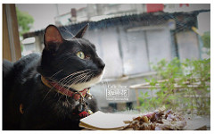 Caffe-Fiore珈琲花-22