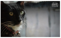 Caffe-Fiore珈琲花-20