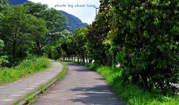 台北大學阿勃勒-3.JPG - 2016夏之豔陽