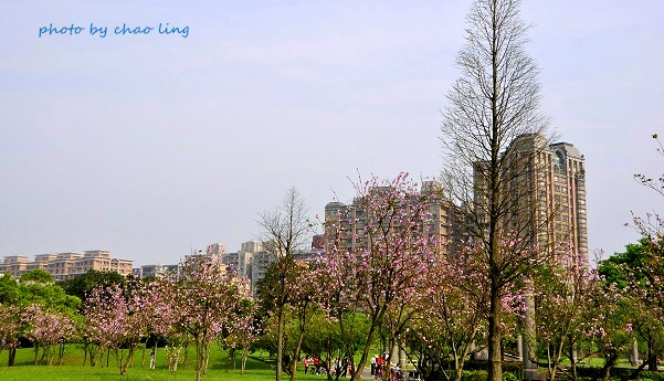 台北大學花季-28.JPG - 2016春暖花開