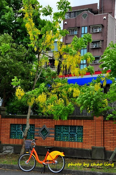 台北大學阿勃勒-43.JPG - 2016夏之豔陽