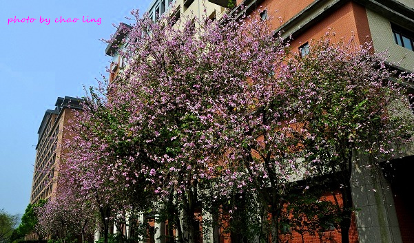 台北大學花季-3.JPG - 2016春暖花開